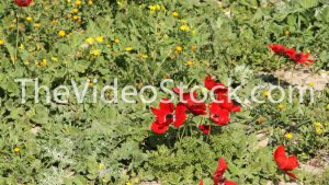 Poppy blossom