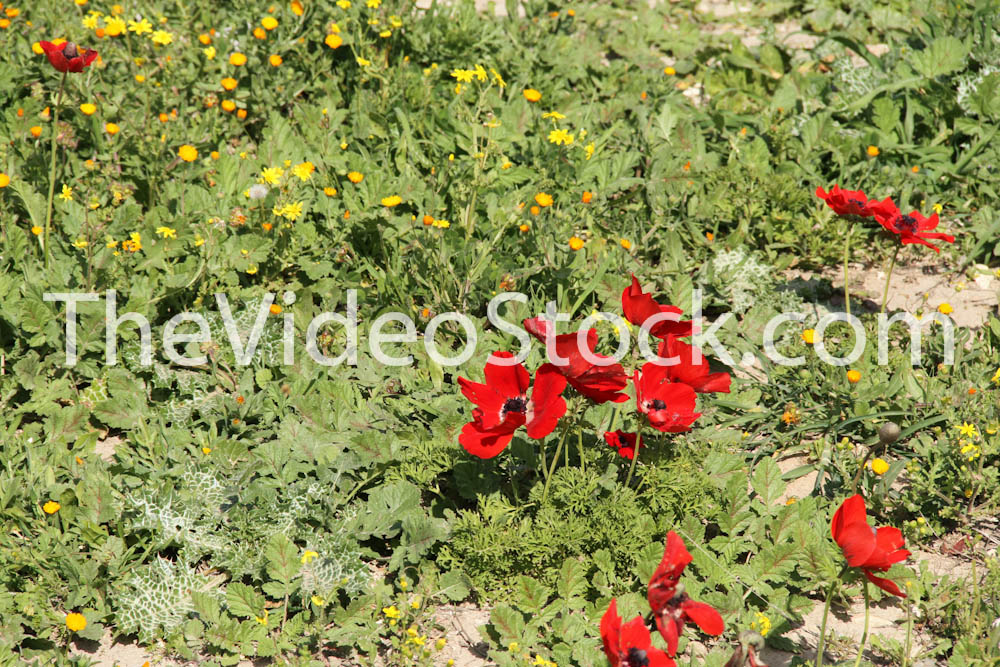 Poppy blossom Poppy blossom