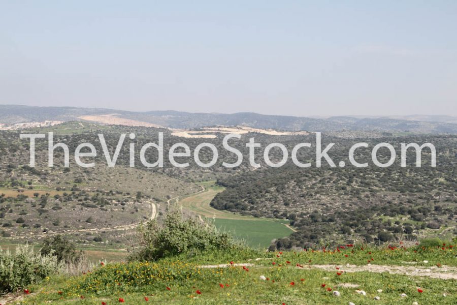 Ella Vale, israel