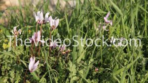 Cyclamen bloom