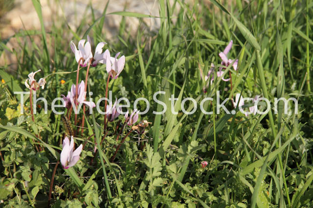 Cyclamen bloom