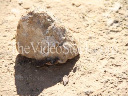spider on stone
