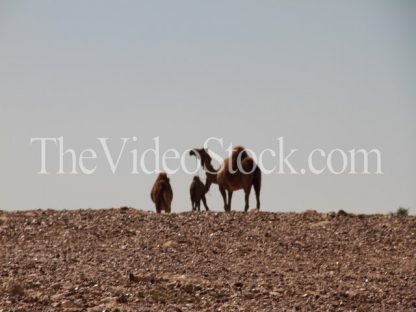 camel on the desert
