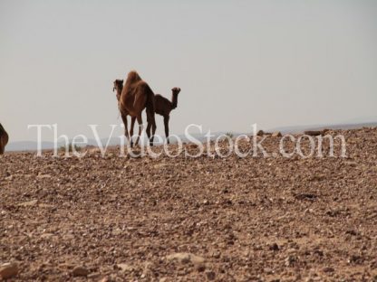 camel on the desert