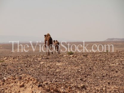 camel on the desert