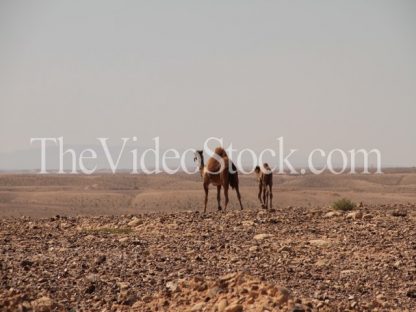 camel on the desert